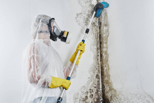 Office Mold Removal Services in Superior, NE