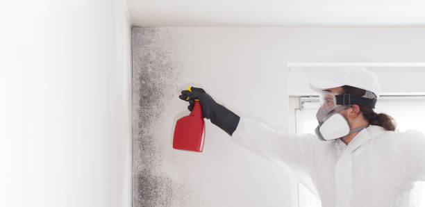 Best Local Mold Removal Service  in Superior, NE