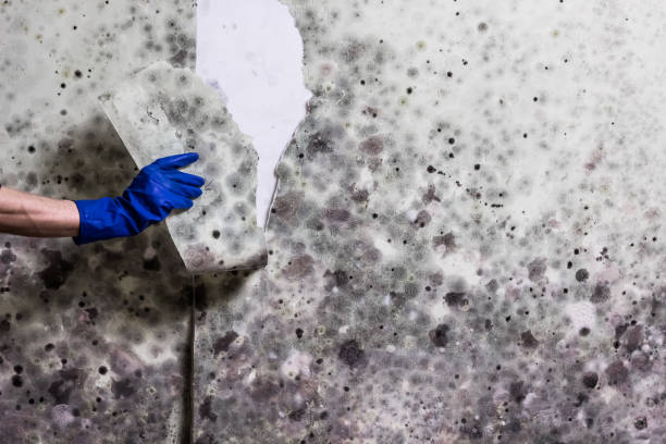 Best Office Mold Removal Services  in Superior, NE