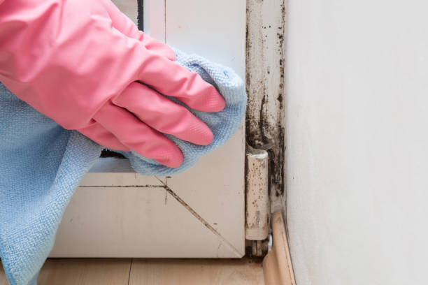 Best Commercial Mold Removal  in Superior, NE